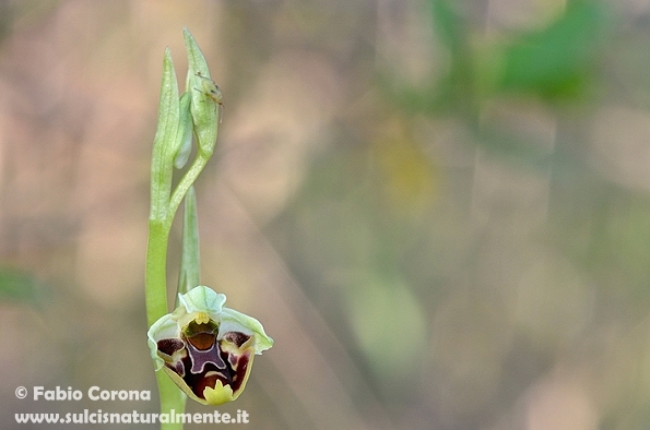 Primavera sulcitana